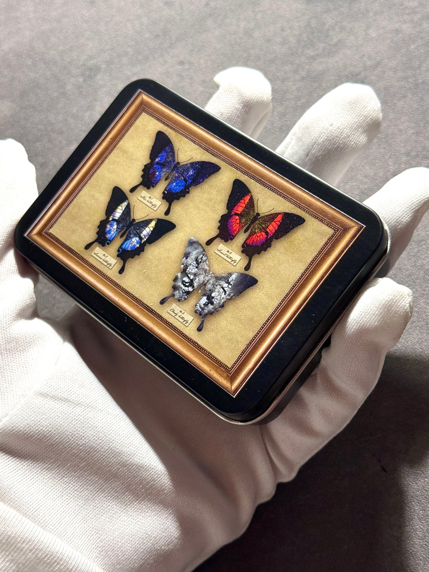 星蝶標本 缶ケース&ステッカーセット