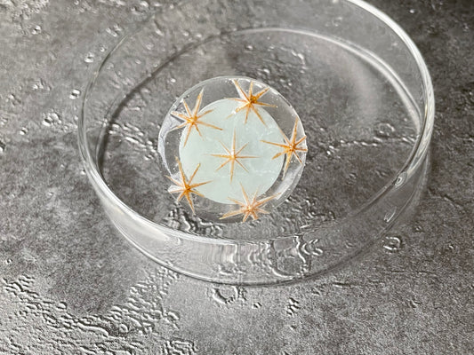 はるがすみのリング