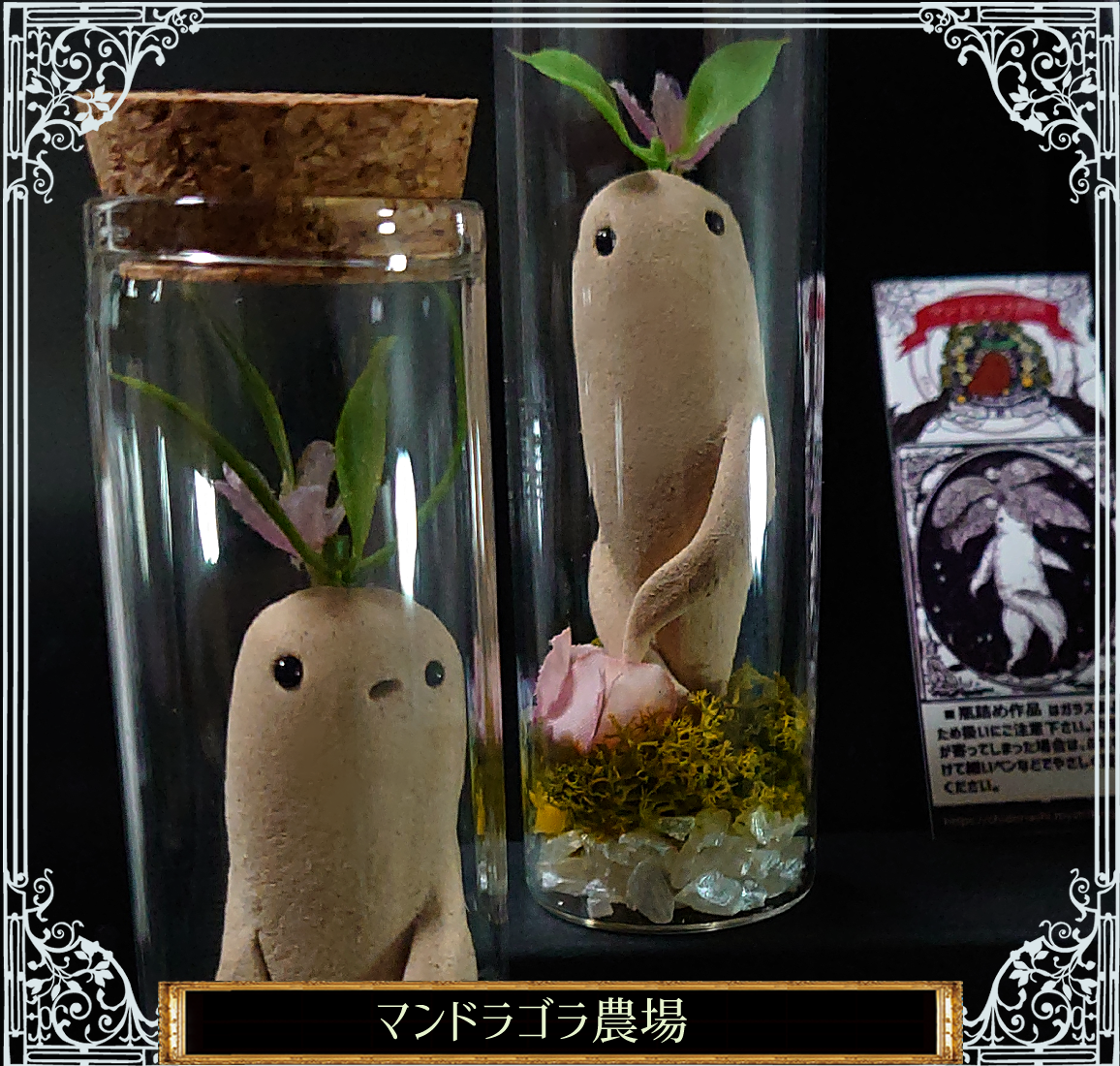 開花マンドラゴラの瓶詰め