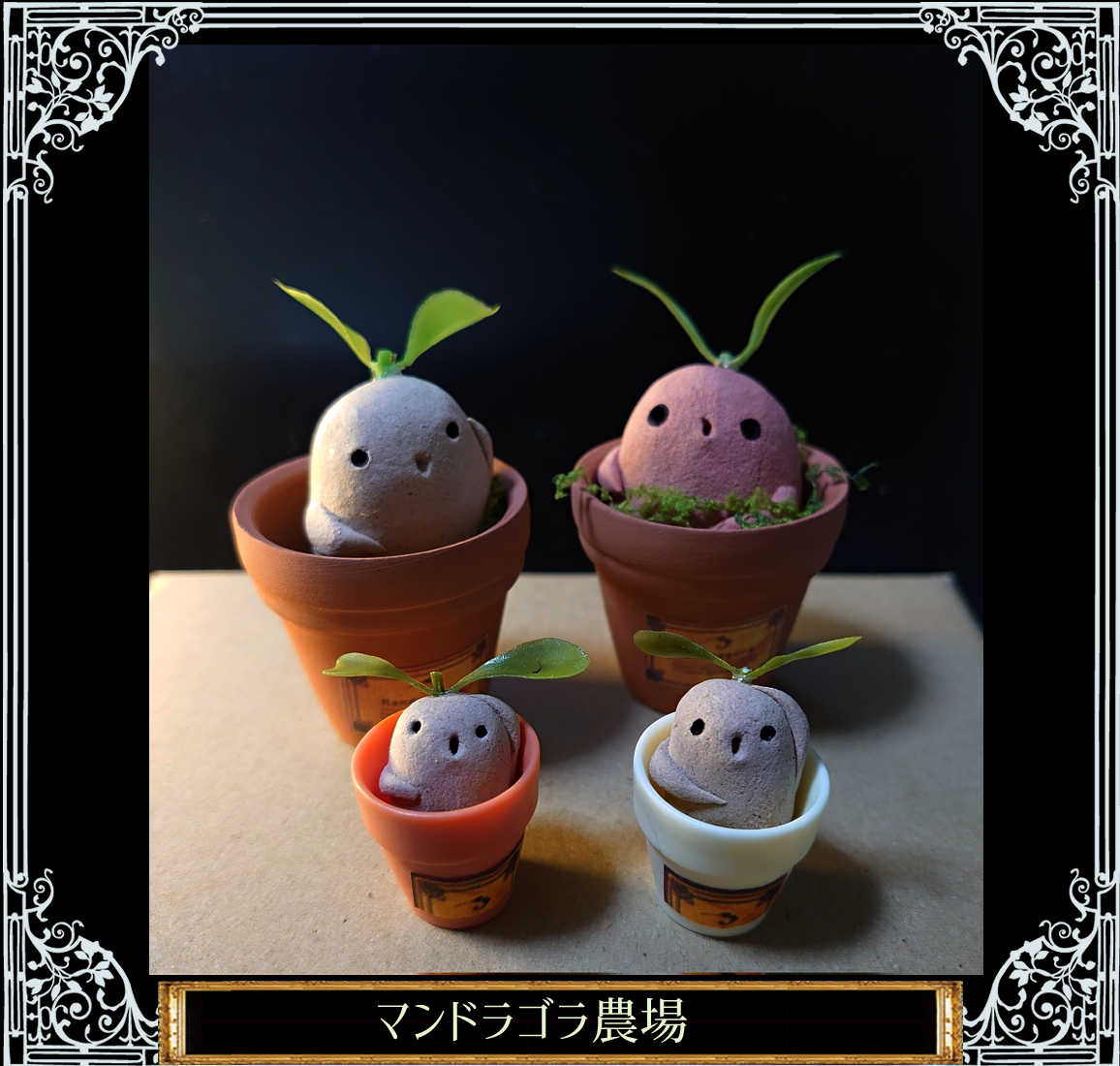 マンドラゴラの鉢植えと苗セット