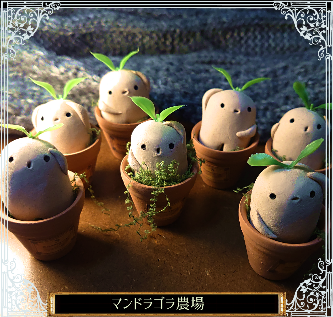 マンドラゴラの鉢植えと苗セット