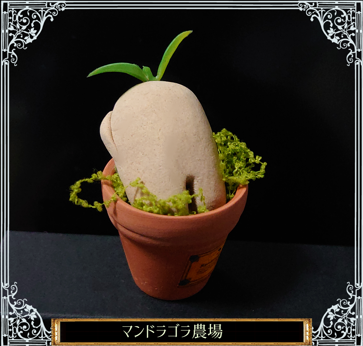 マンドラゴラの鉢植えと苗セット